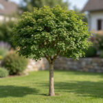 Acer campestre