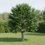 Carpinus betulus