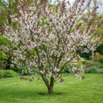Prunus cerasifera