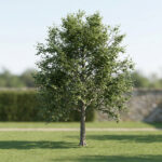 Fagus sylvatica