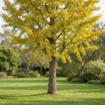 Ginkgo biloba