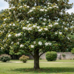 Magnolia grandiflora