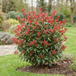 Photinia