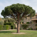 Pinus pinea