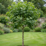 Platanus acerifolia