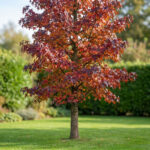 Liquidambar styraciflua