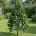 Tilia cordata